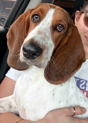 Enlarge LUCY aka LULA, a Adoptable Basset Hound in Mays Landing, NJ image 2/3