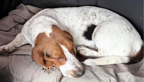 Enlarge LUCY aka LULA, a Adoptable Basset Hound in Mays Landing, NJ image 3/3