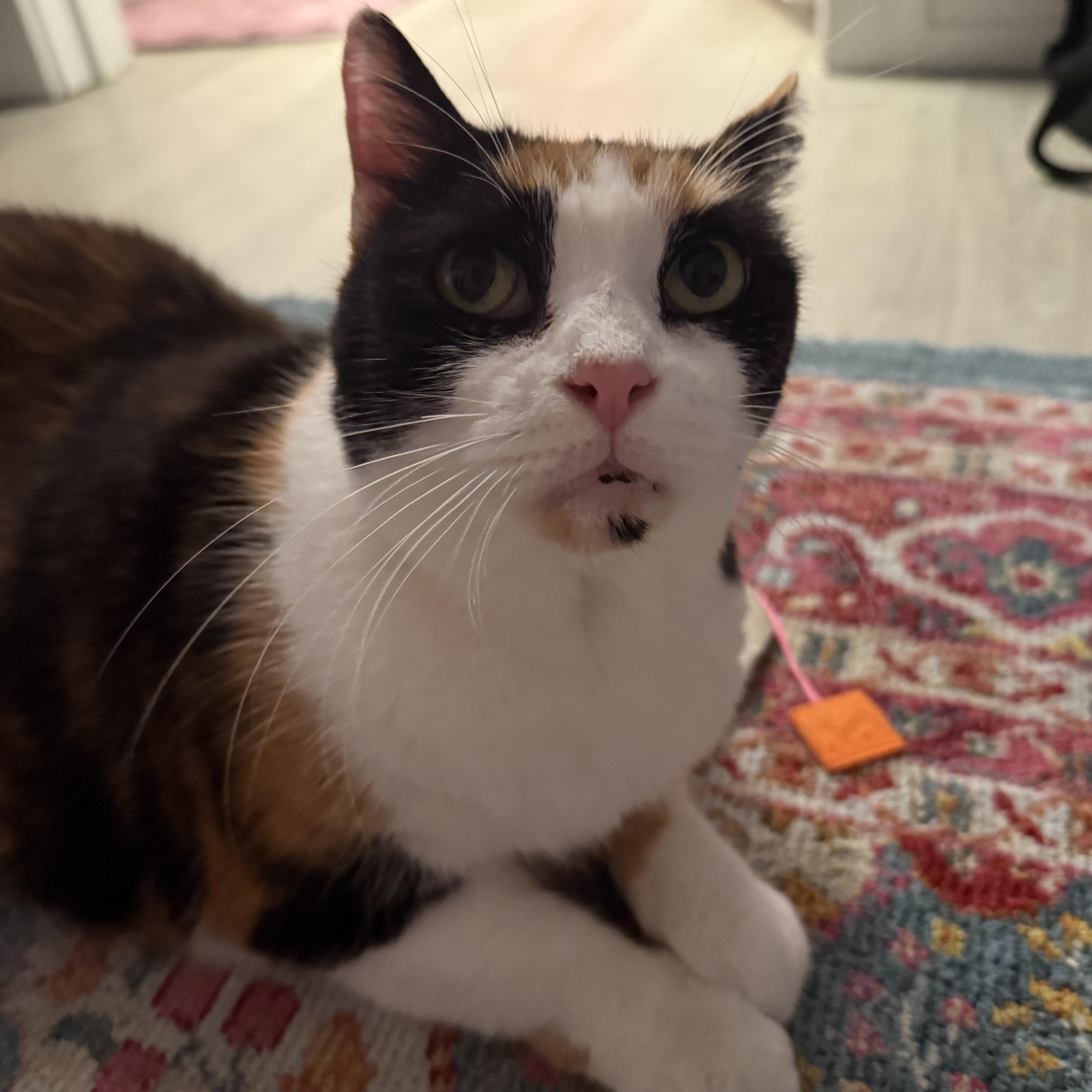 Dolly Parton thumbnail 5