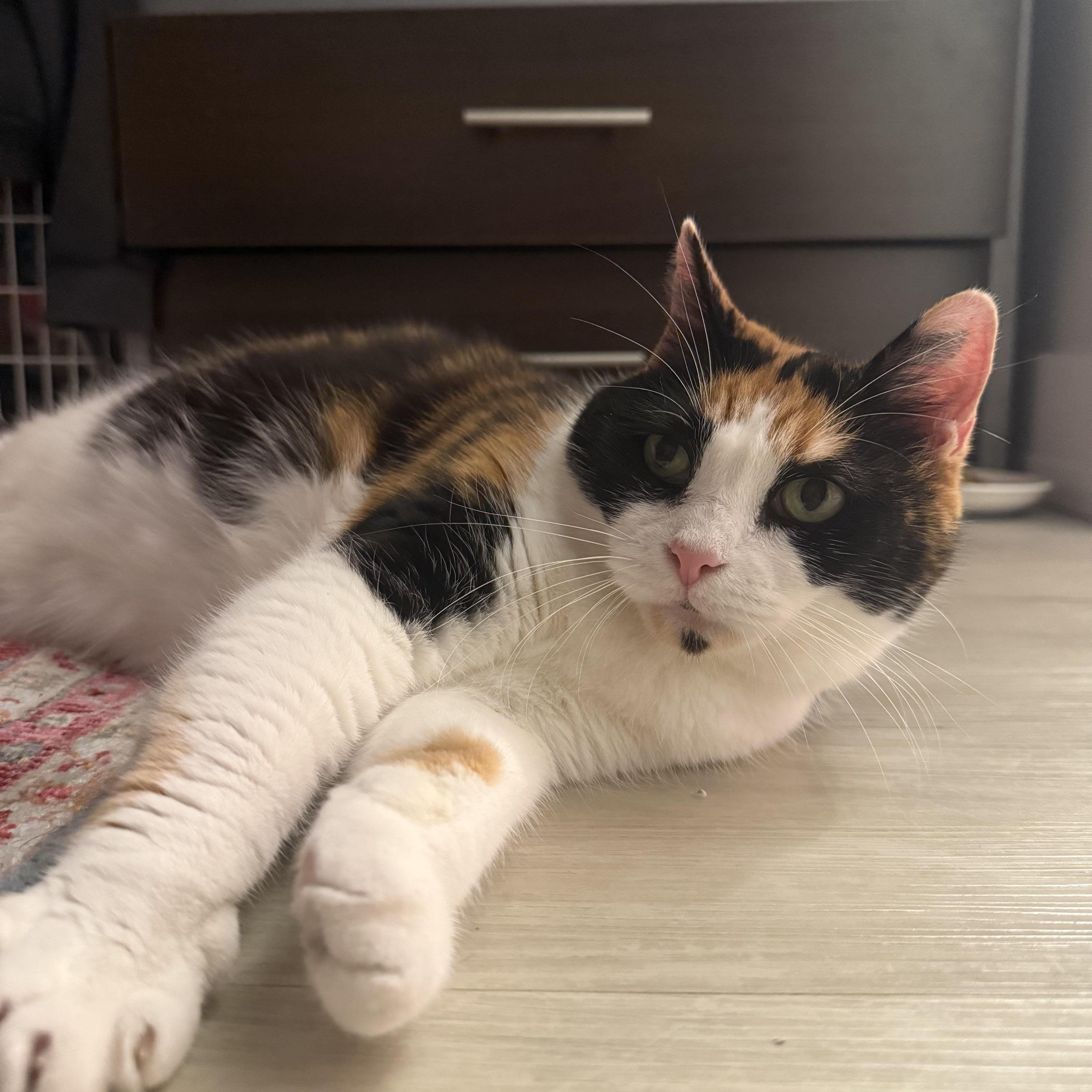 Dolly Parton photo 1