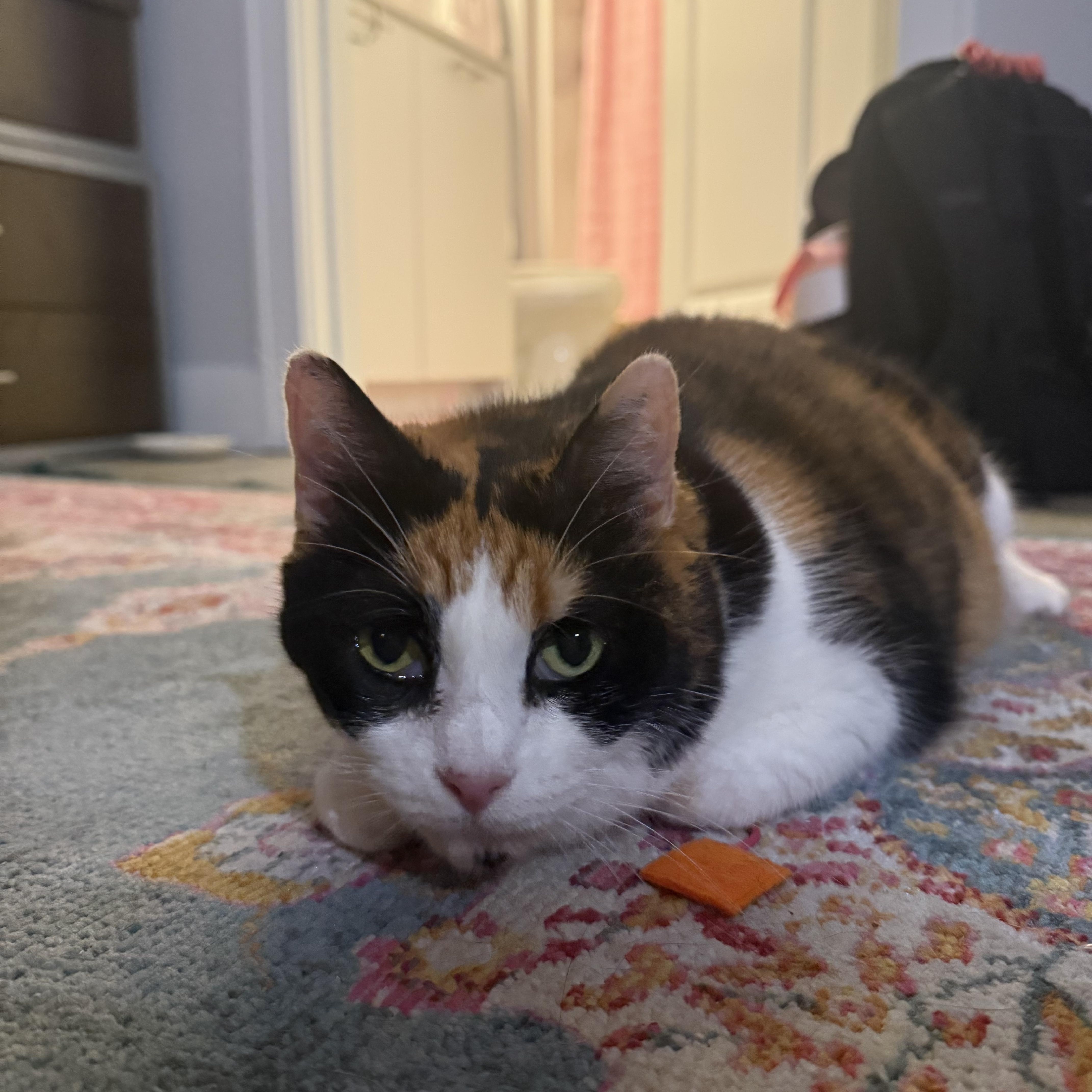 Dolly Parton thumbnail 4