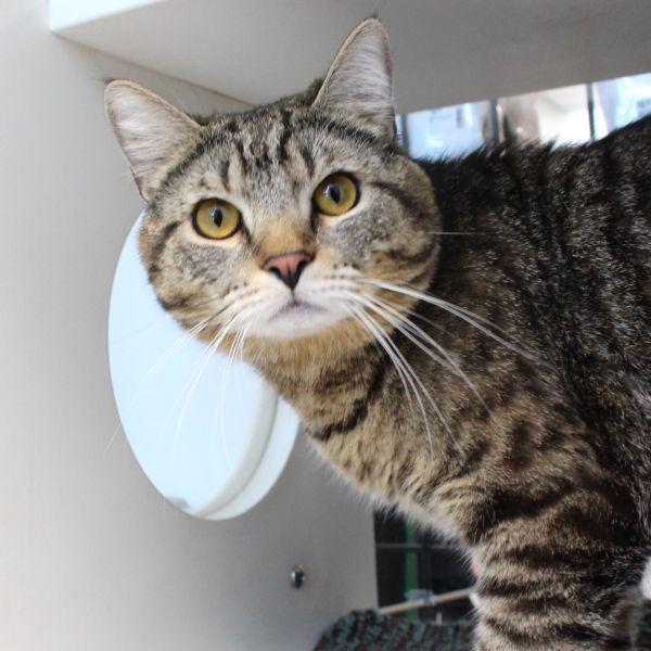 Garrett, Adoptable, Adult Male Domestic Short Hair.