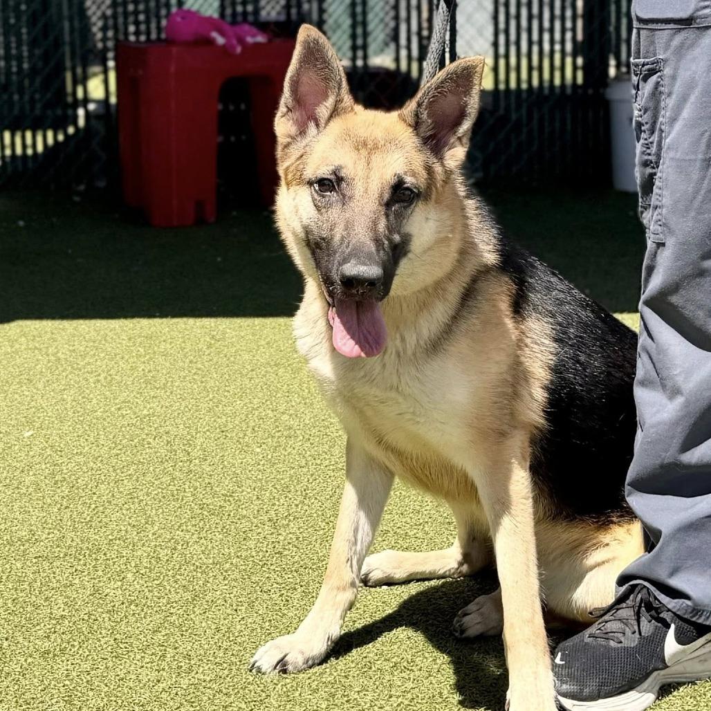 Flip 5/18/2026, Adoptable, Adult Female German Shepherd Dog.