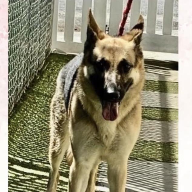 Flip 5/18/2026, a Adoptable German Shepherd Dog in Van Horne, IA image 2/2