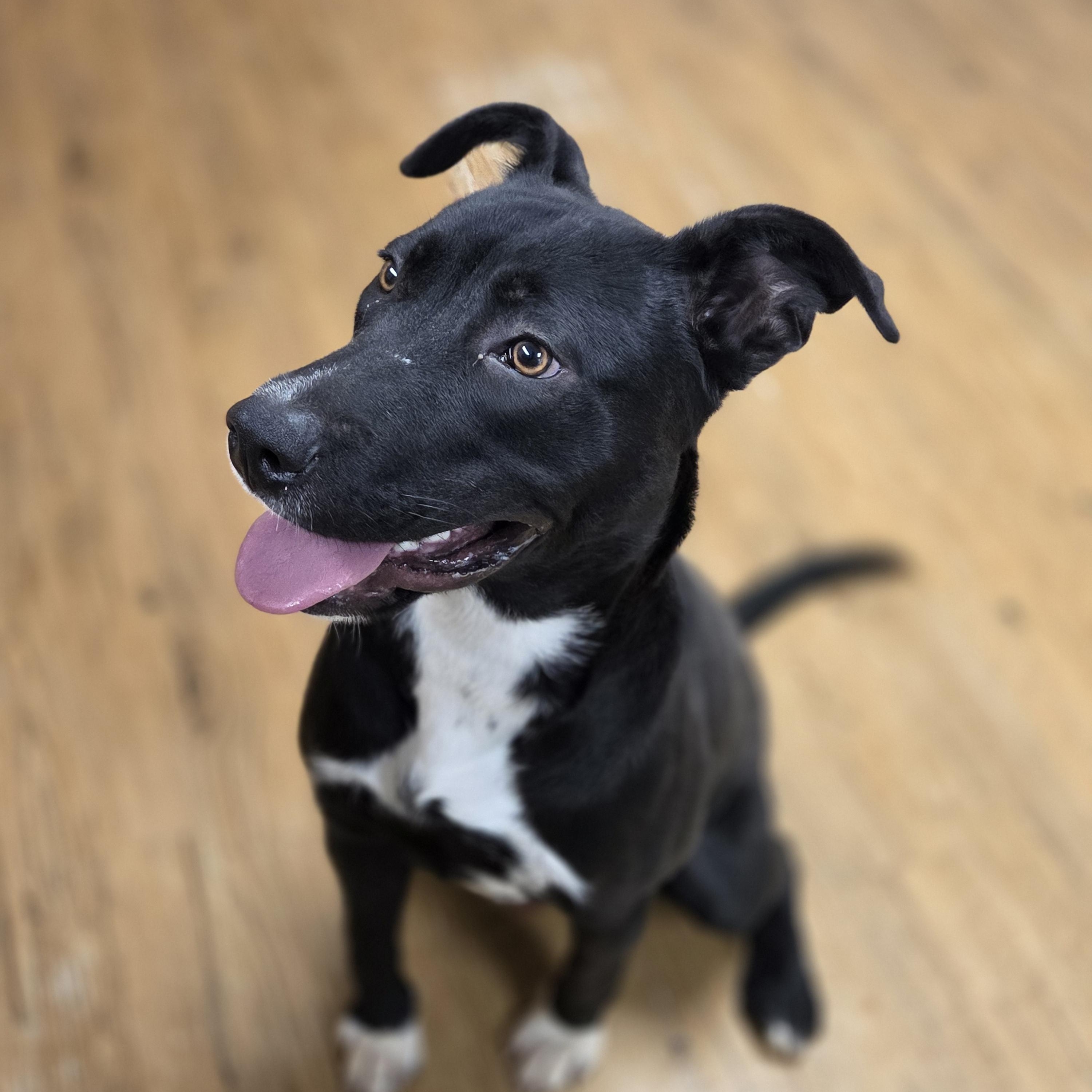 Fentan, Adoptable, Adult Male Staffordshire Bull Terrier & Labrador Retriever.