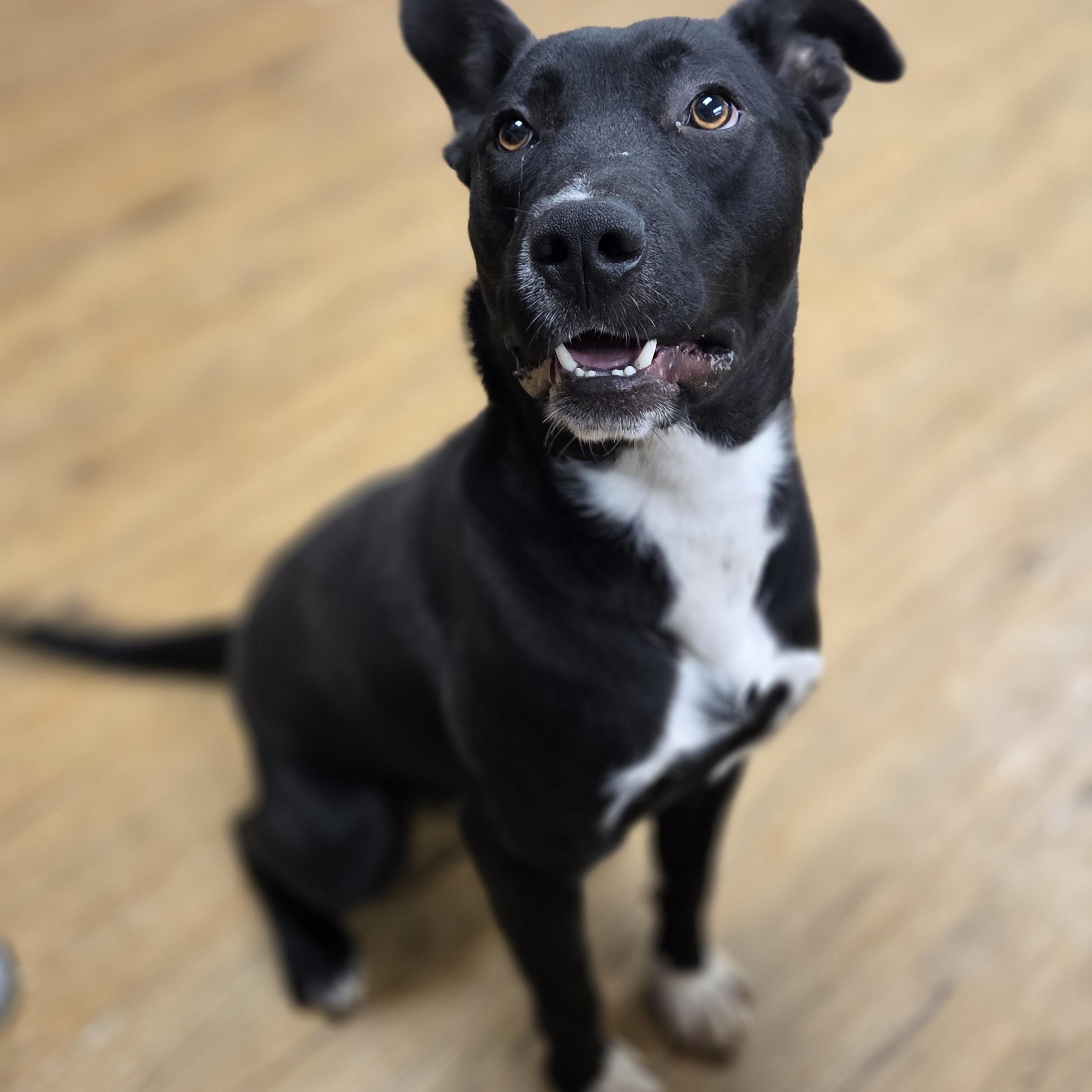 Enlarge Fentan, a Adoptable mixed breed in Madison, MS image 2/2