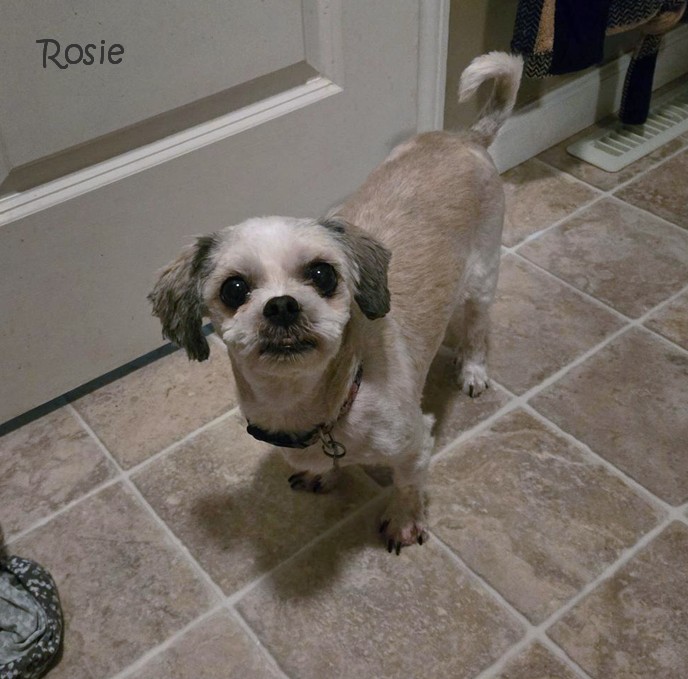 Rosie, Adoptable, Adult Female Shih Tzu.