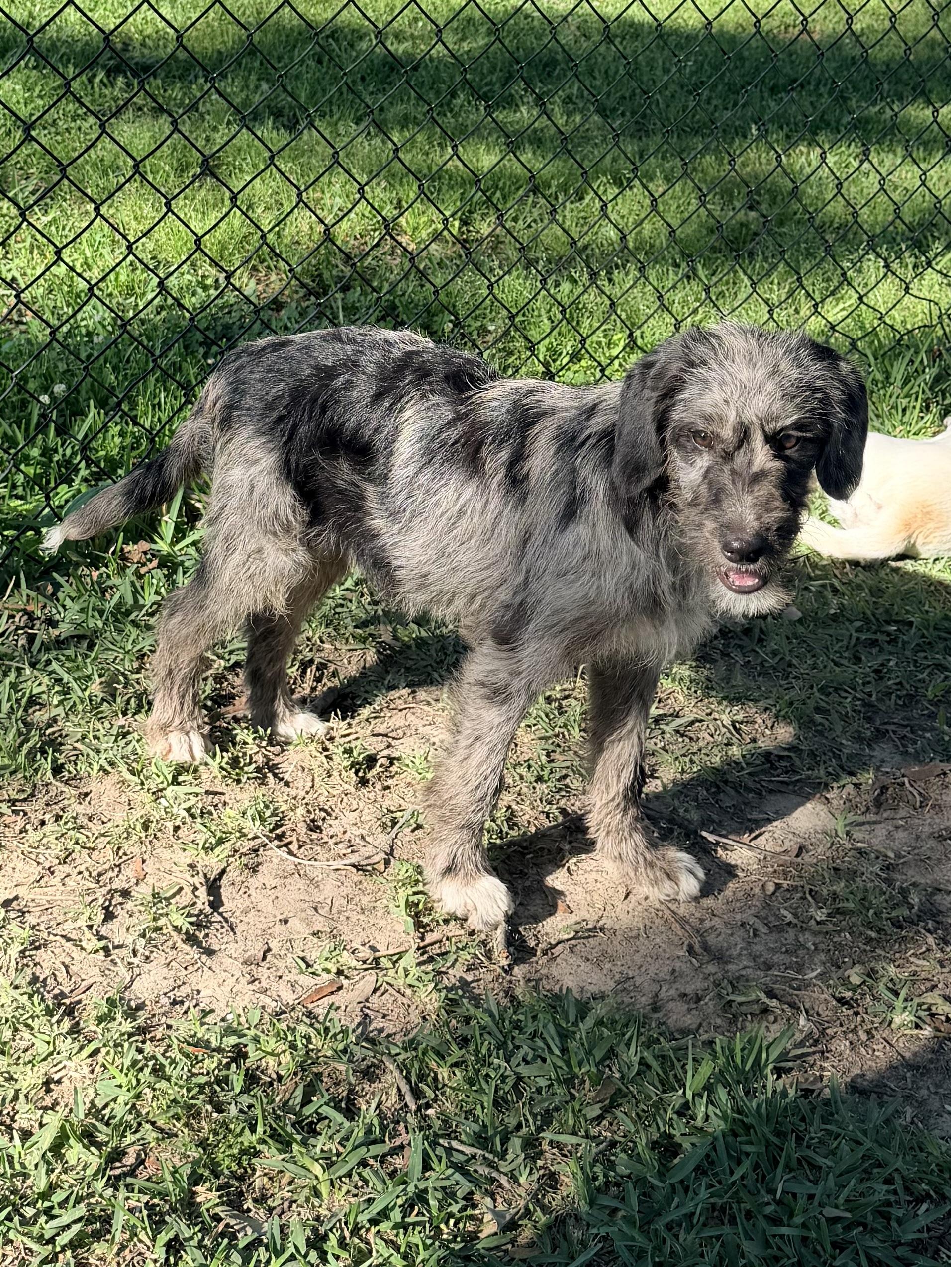 Enlarge Misty, an adopted mixed breed in Baker, LA image 3/6
