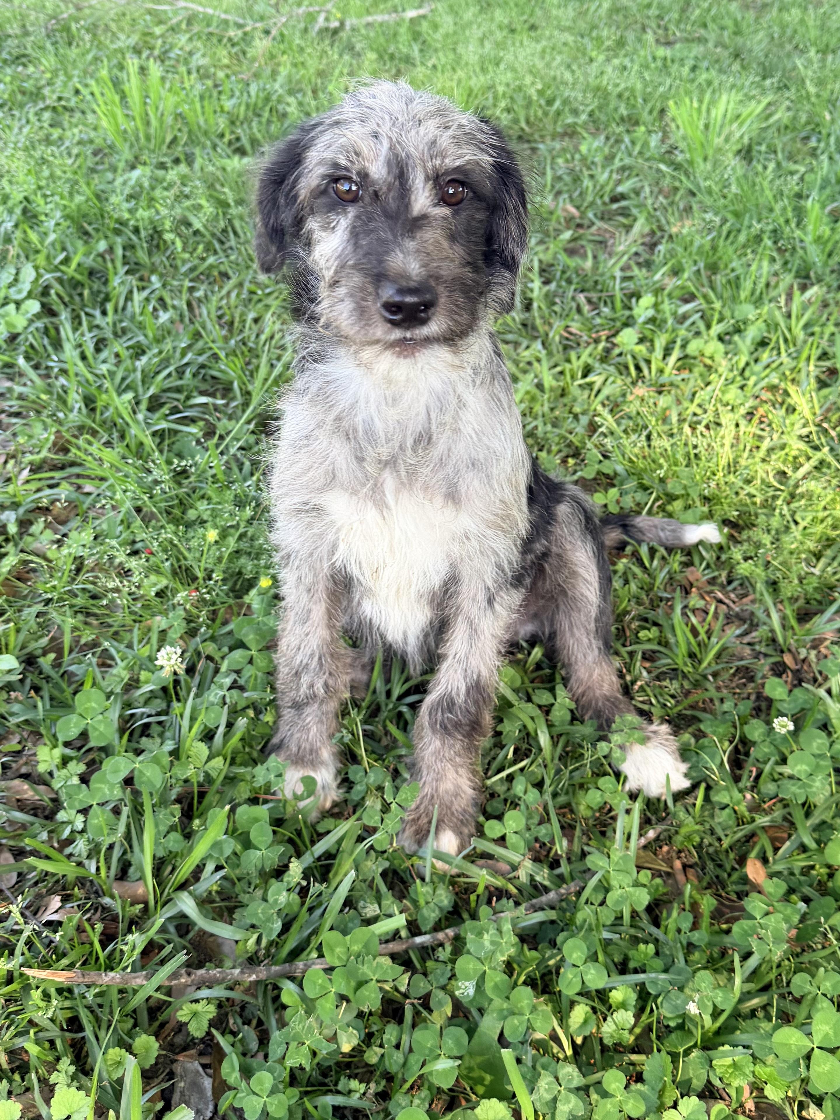 Enlarge Misty, an adopted mixed breed in Baker, LA image 4/6
