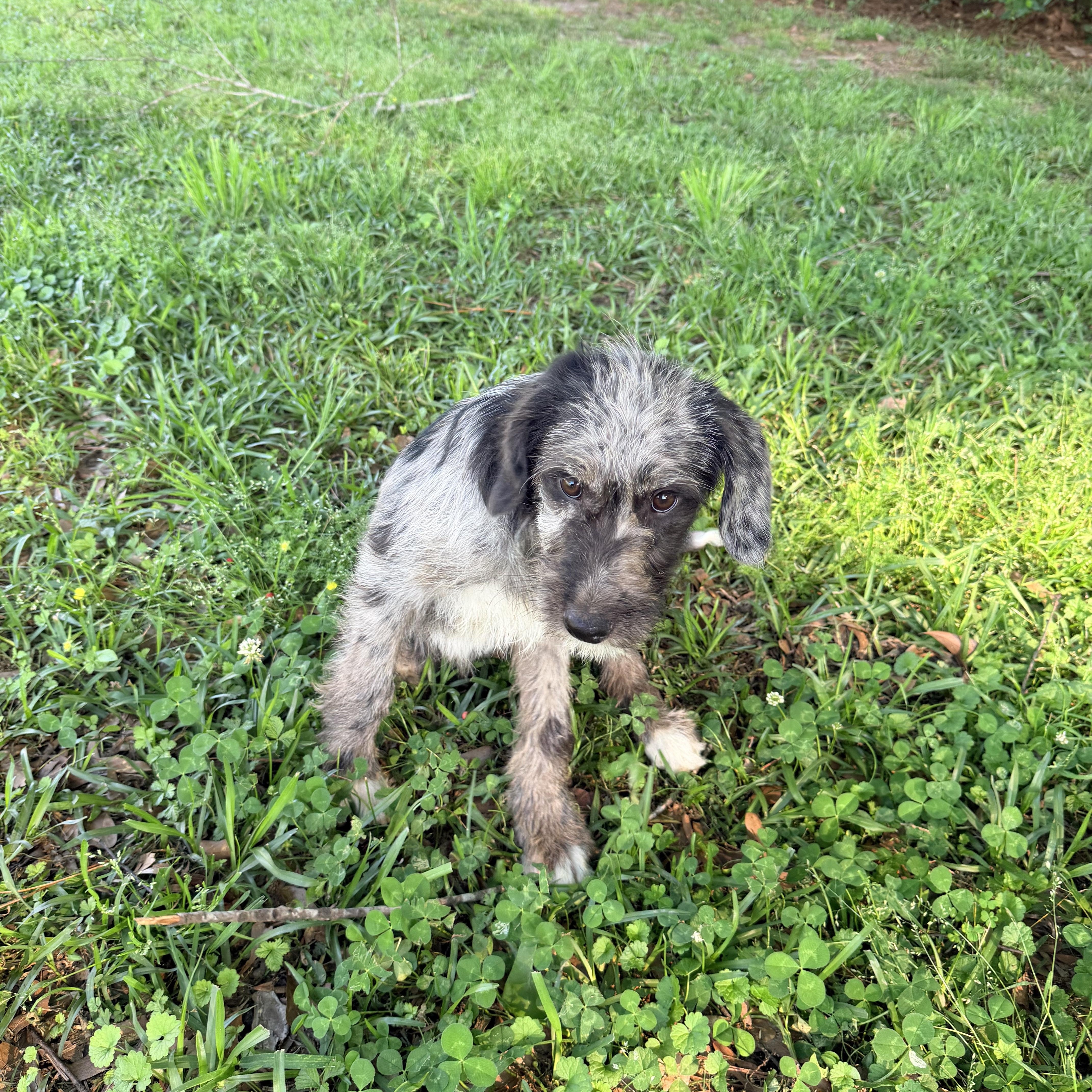 Enlarge Misty, an adopted mixed breed in Baker, LA image 6/6
