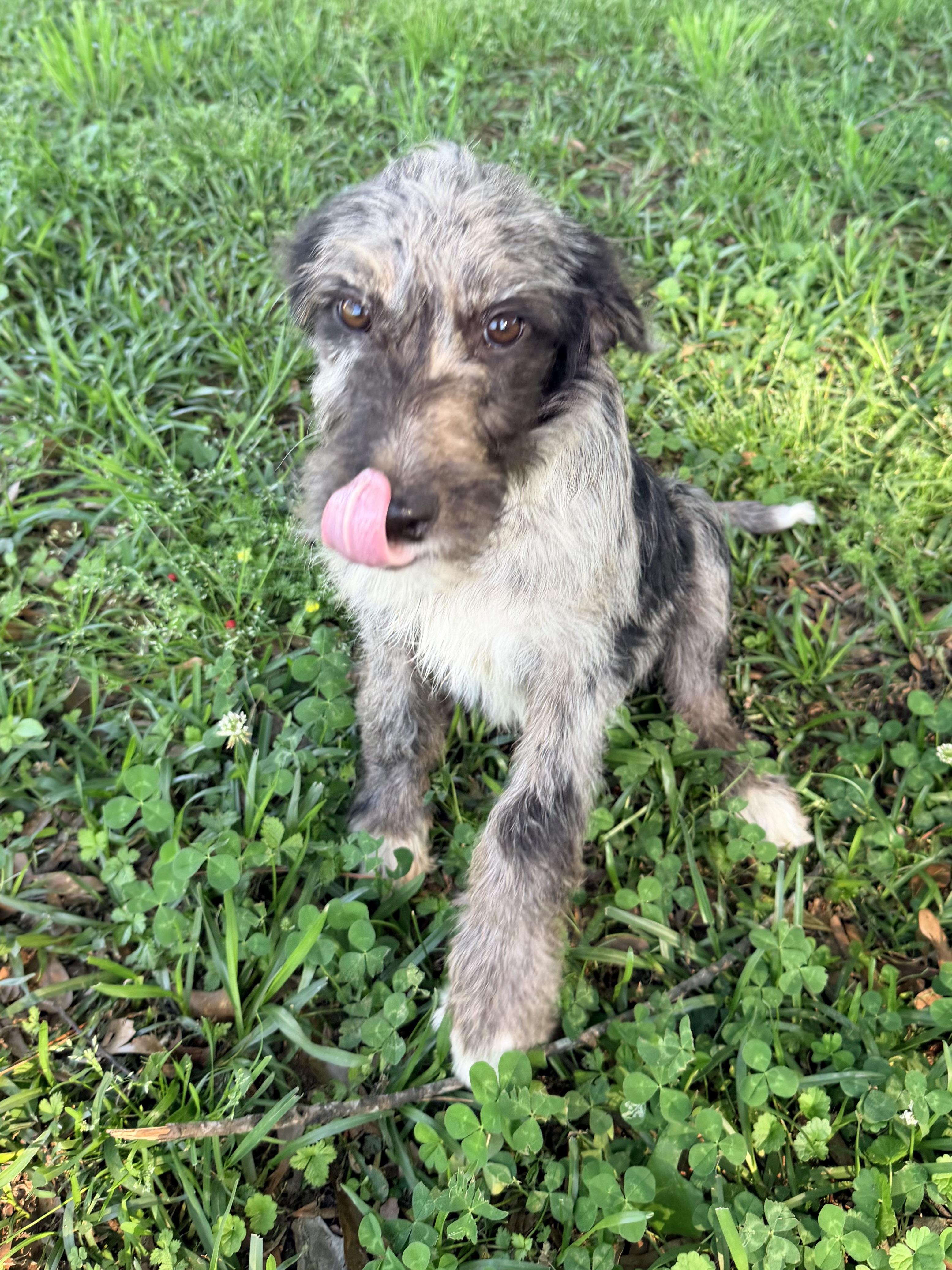 Misty, adopted, Young Female Aussiedoodle.