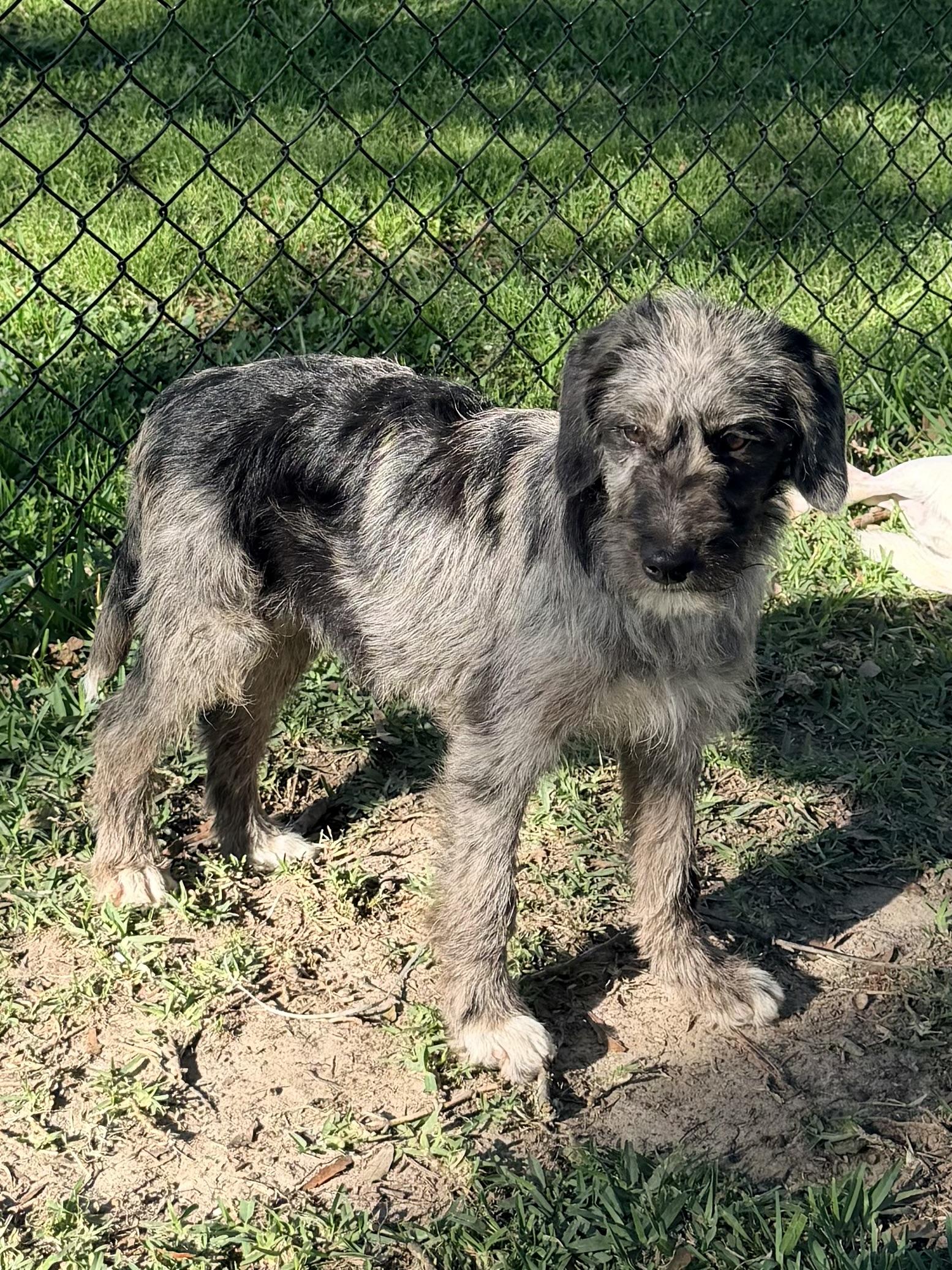 Enlarge Misty, an adopted mixed breed in Baker, LA image 5/6