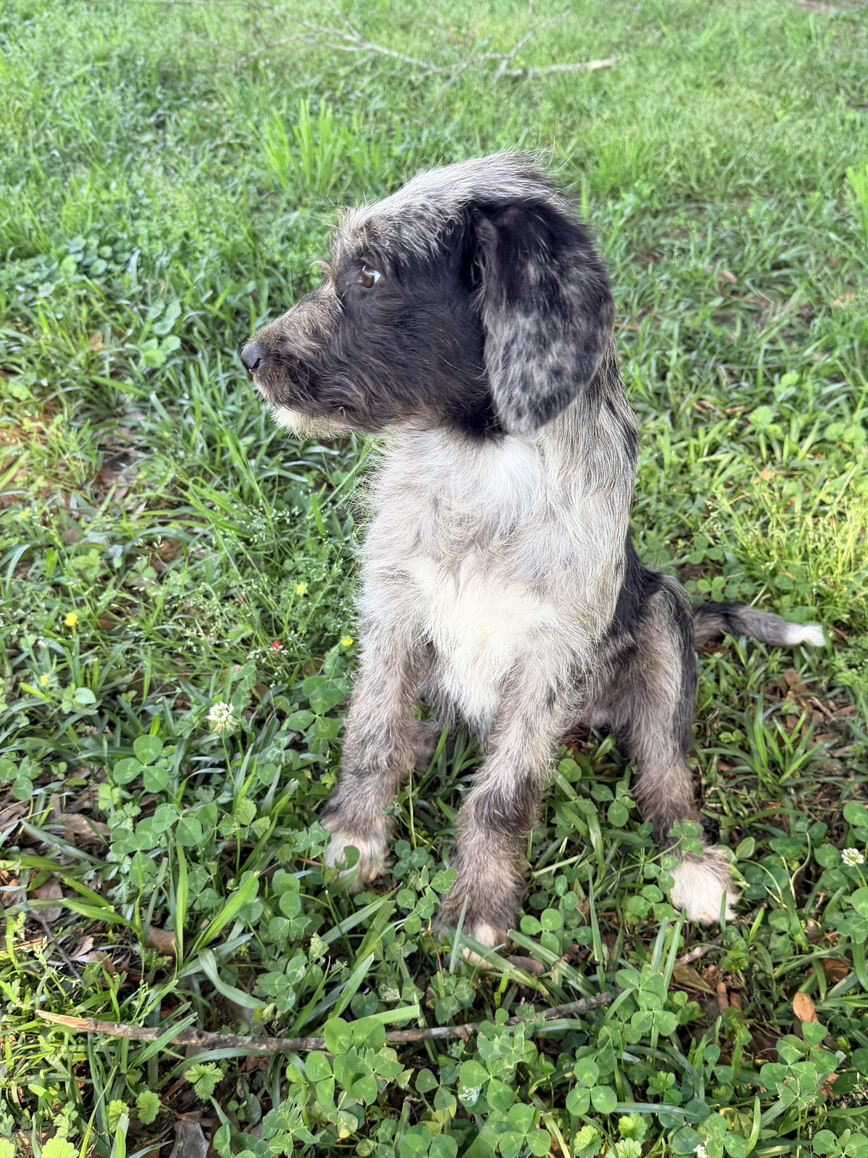 Enlarge Misty, an adopted mixed breed in Baker, LA image 2/6