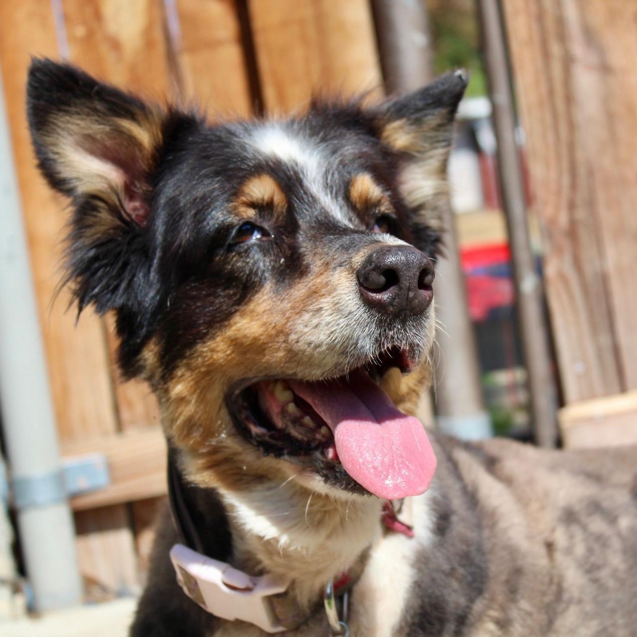 Ms. Gorgeous Minni, a Adoptable mixed breed in Vancouver, BC image 3/3