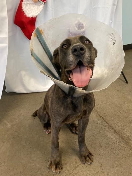 Odette, a ADOPTABLE mixed breed in Mishawaka, IN image 2/3