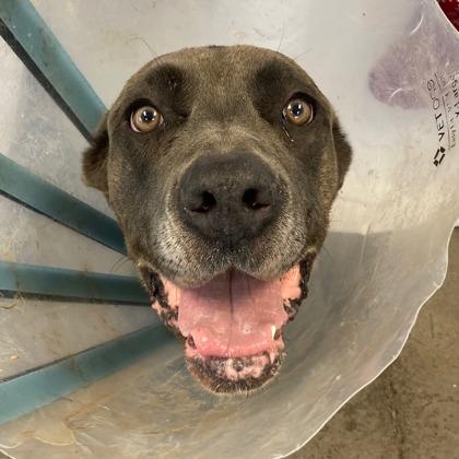 Odette, a ADOPTABLE mixed breed in Mishawaka, IN image 1/3