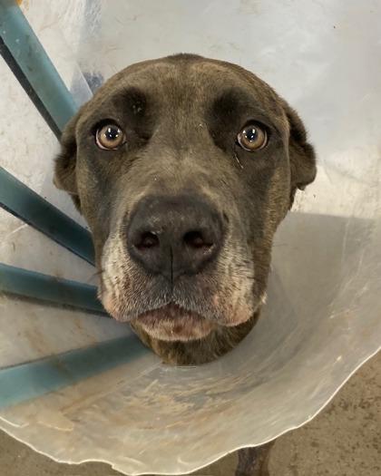 Odette, a ADOPTABLE mixed breed in Mishawaka, IN image 3/3