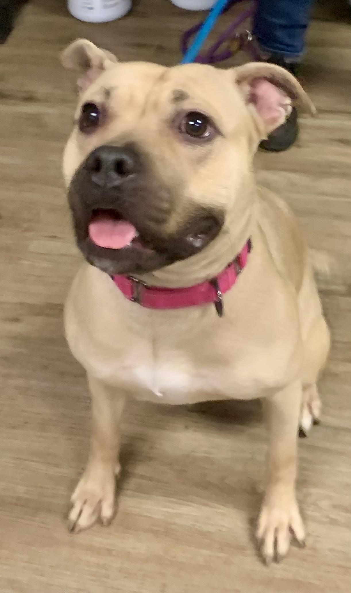 Enlarge Honey, a ADOPTABLE Mixed Breed in McKeesport, PA image 1/6