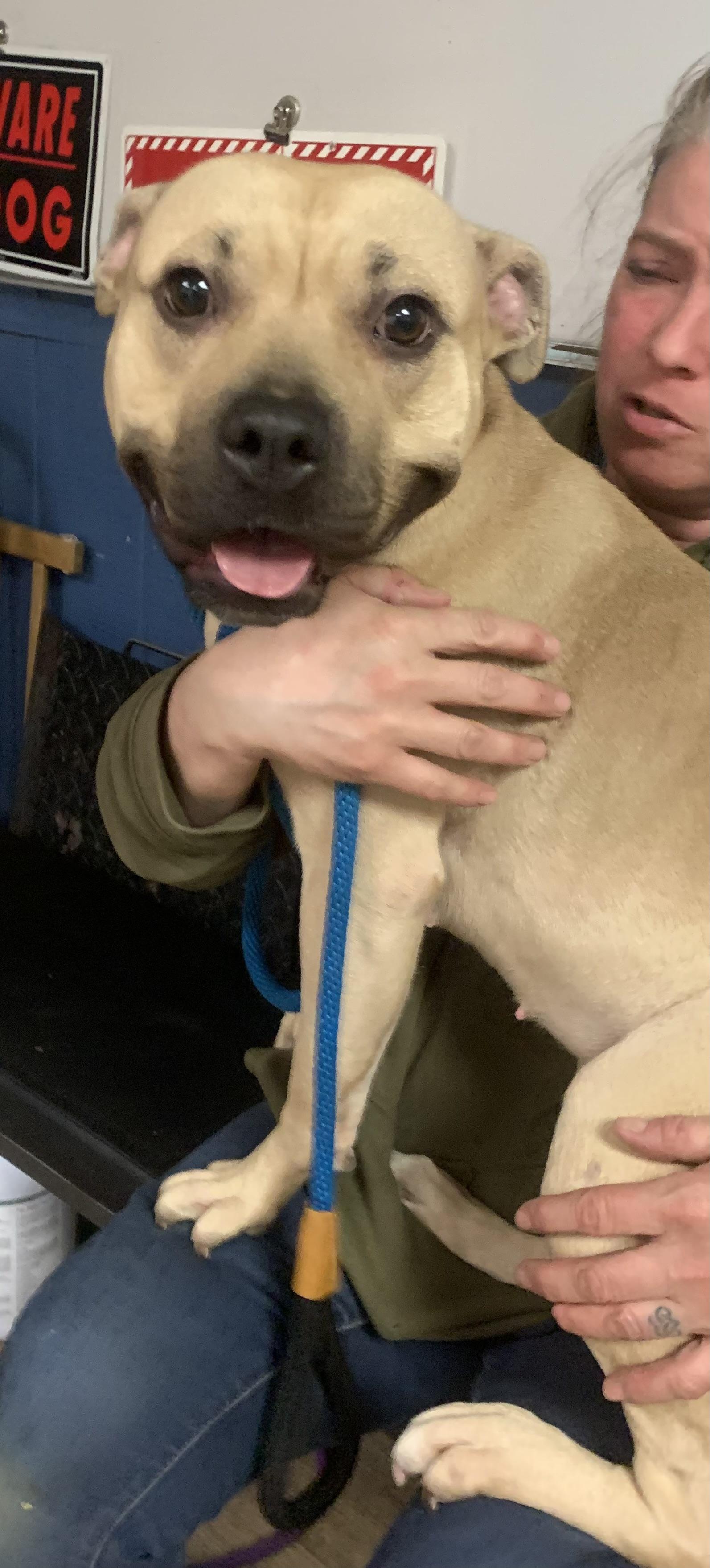 Enlarge Honey, a ADOPTABLE Mixed Breed in McKeesport, PA image 4/6