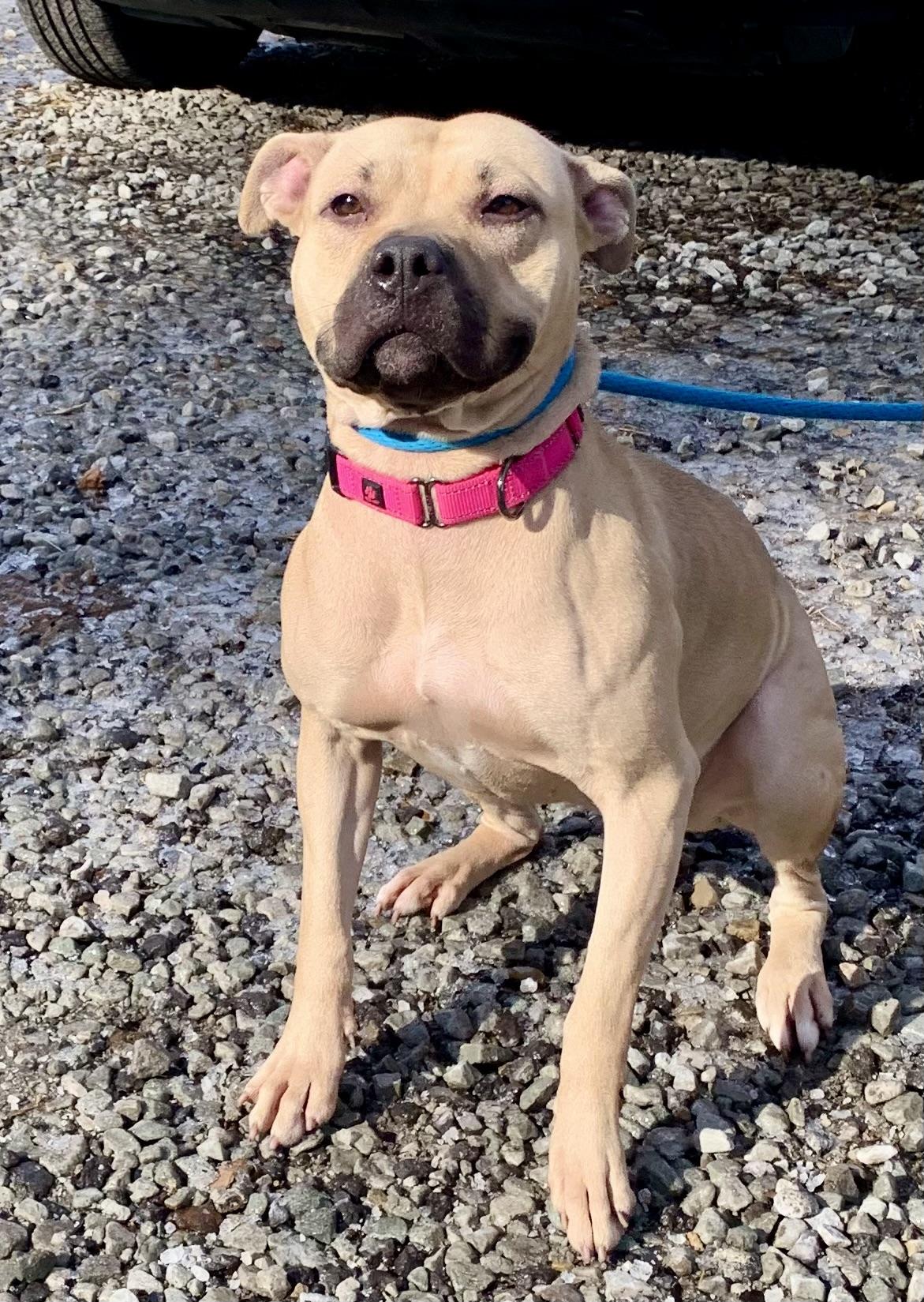 Honey, a ADOPTABLE Mixed Breed in McKeesport, PA image 5/6