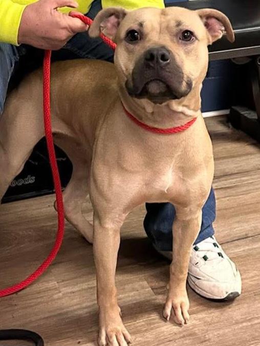 Honey, ADOPTABLE, Adult Female Mixed Breed.