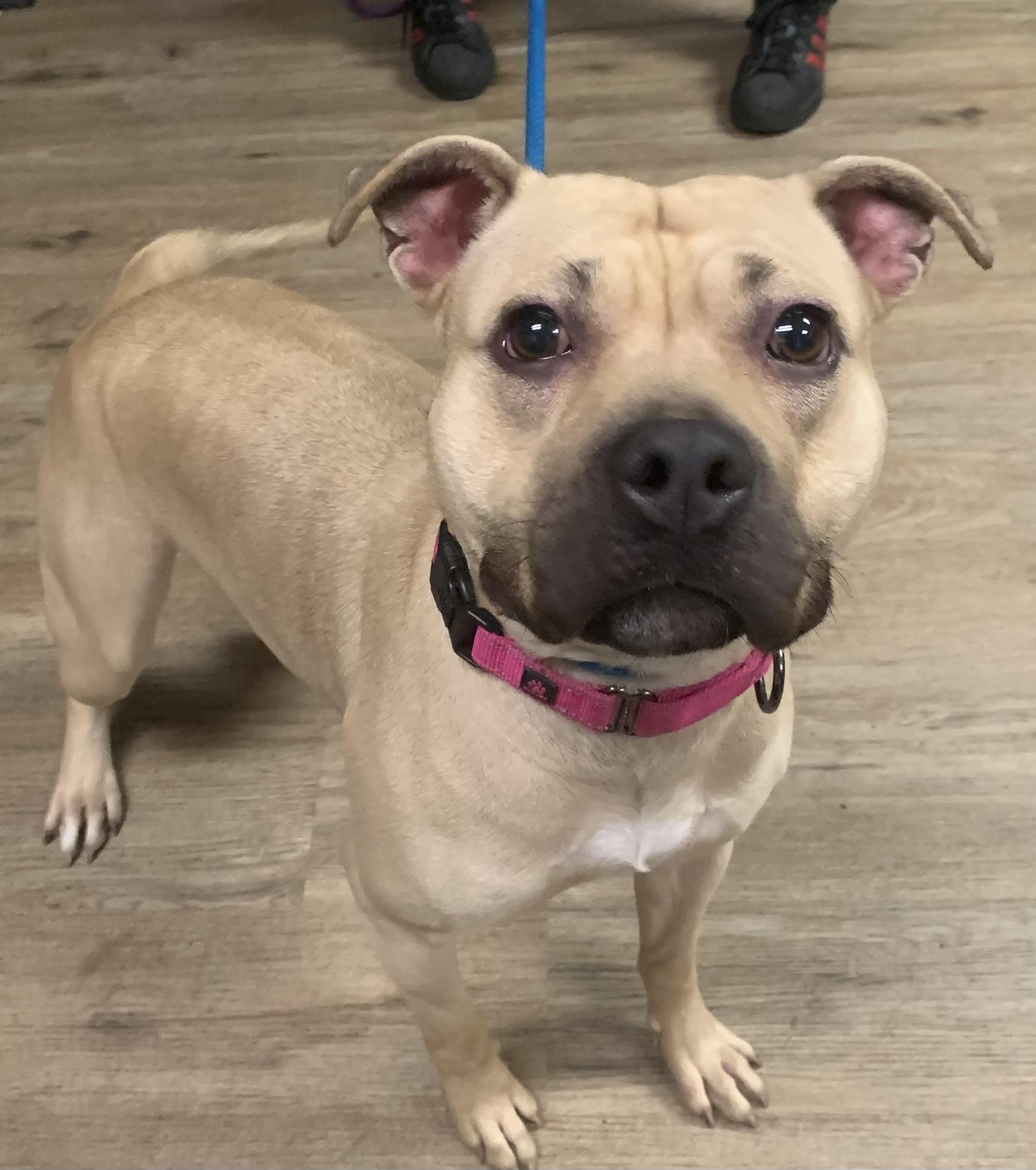 Enlarge Honey, a ADOPTABLE Mixed Breed in McKeesport, PA image 5/6