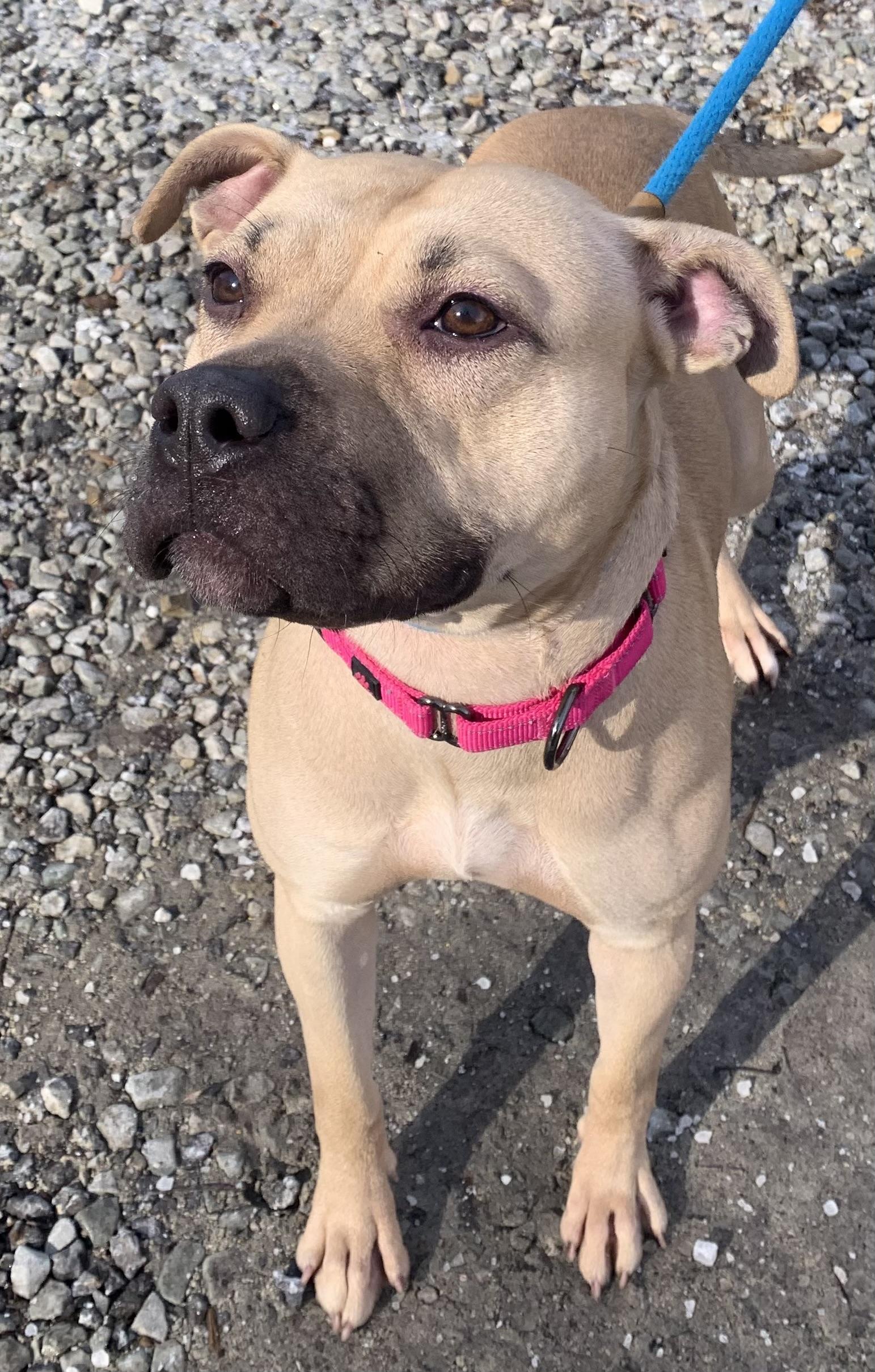 Honey, a ADOPTABLE Mixed Breed in McKeesport, PA image 4/6