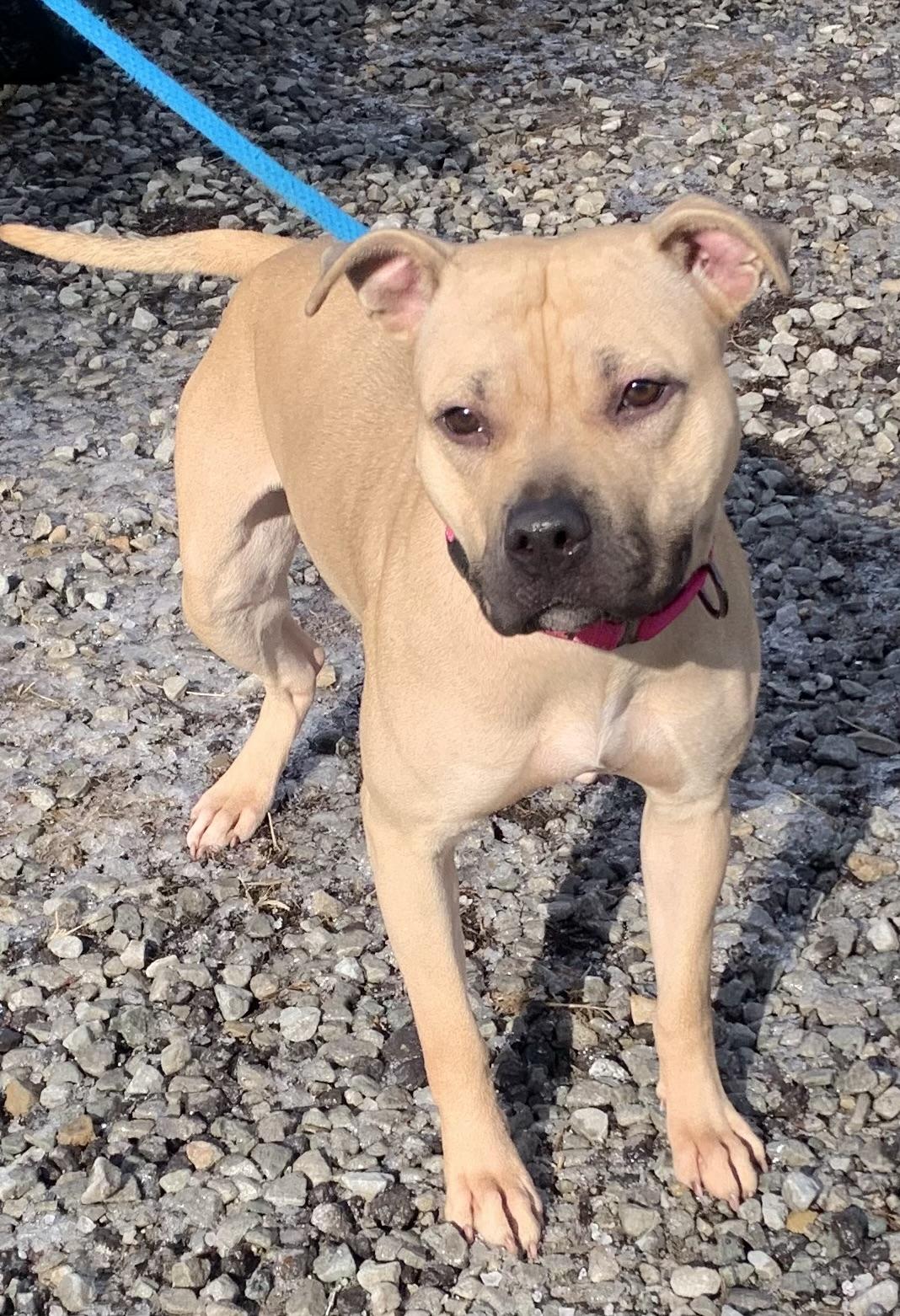 Honey, a ADOPTABLE Mixed Breed in McKeesport, PA image 6/6