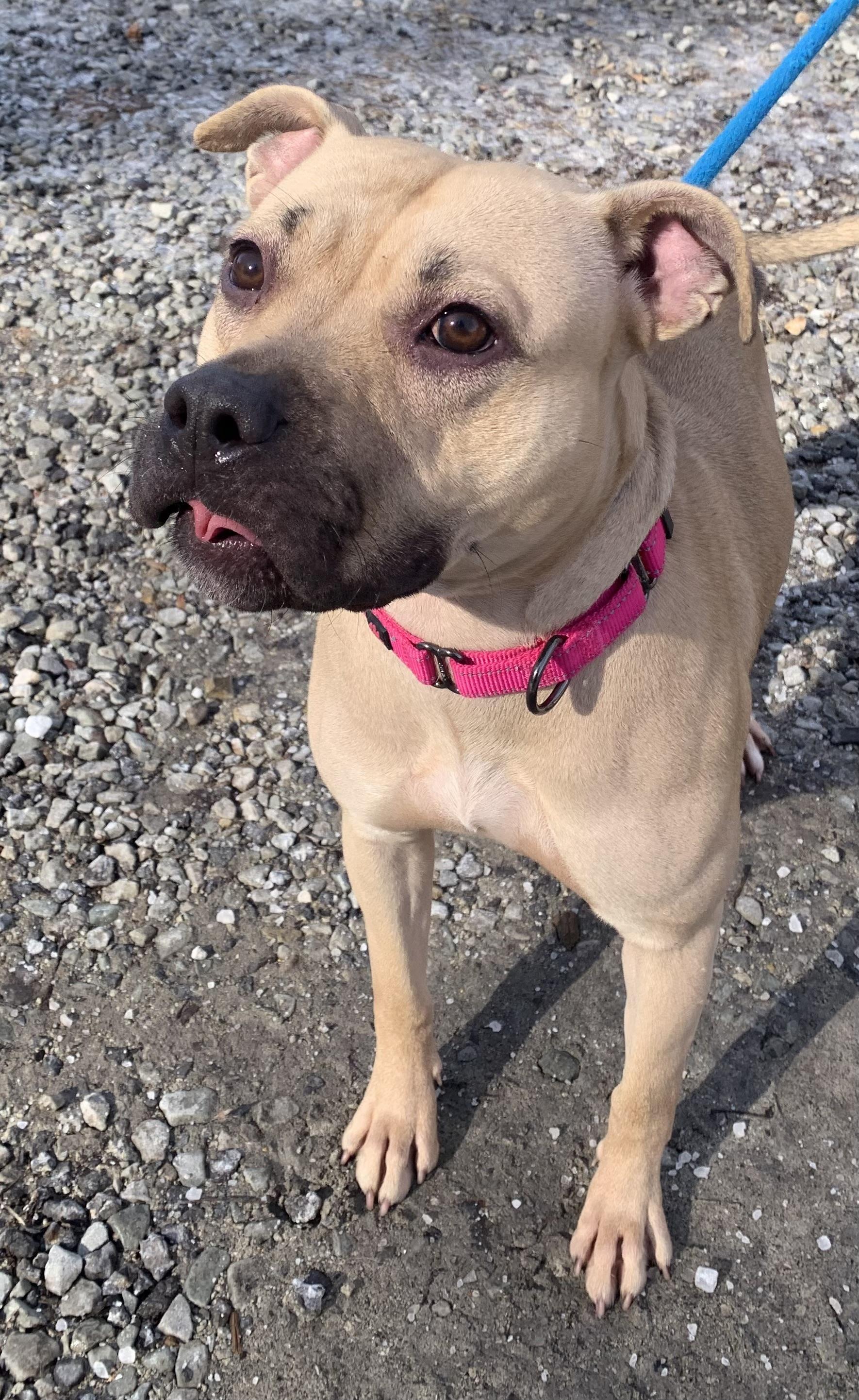 Honey, a ADOPTABLE Mixed Breed in McKeesport, PA image 3/6