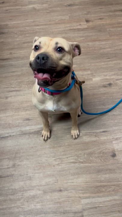 Enlarge Honey, a ADOPTABLE Mixed Breed in McKeesport, PA video 6/6