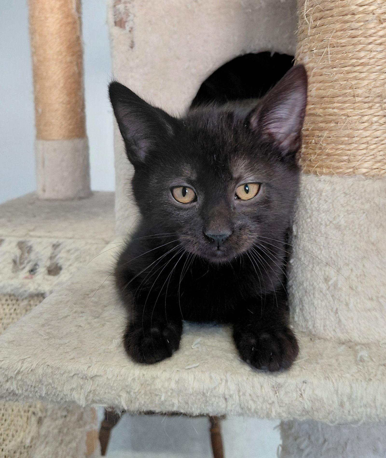 Toby, Adopted, Kitten Male Domestic Medium Hair.