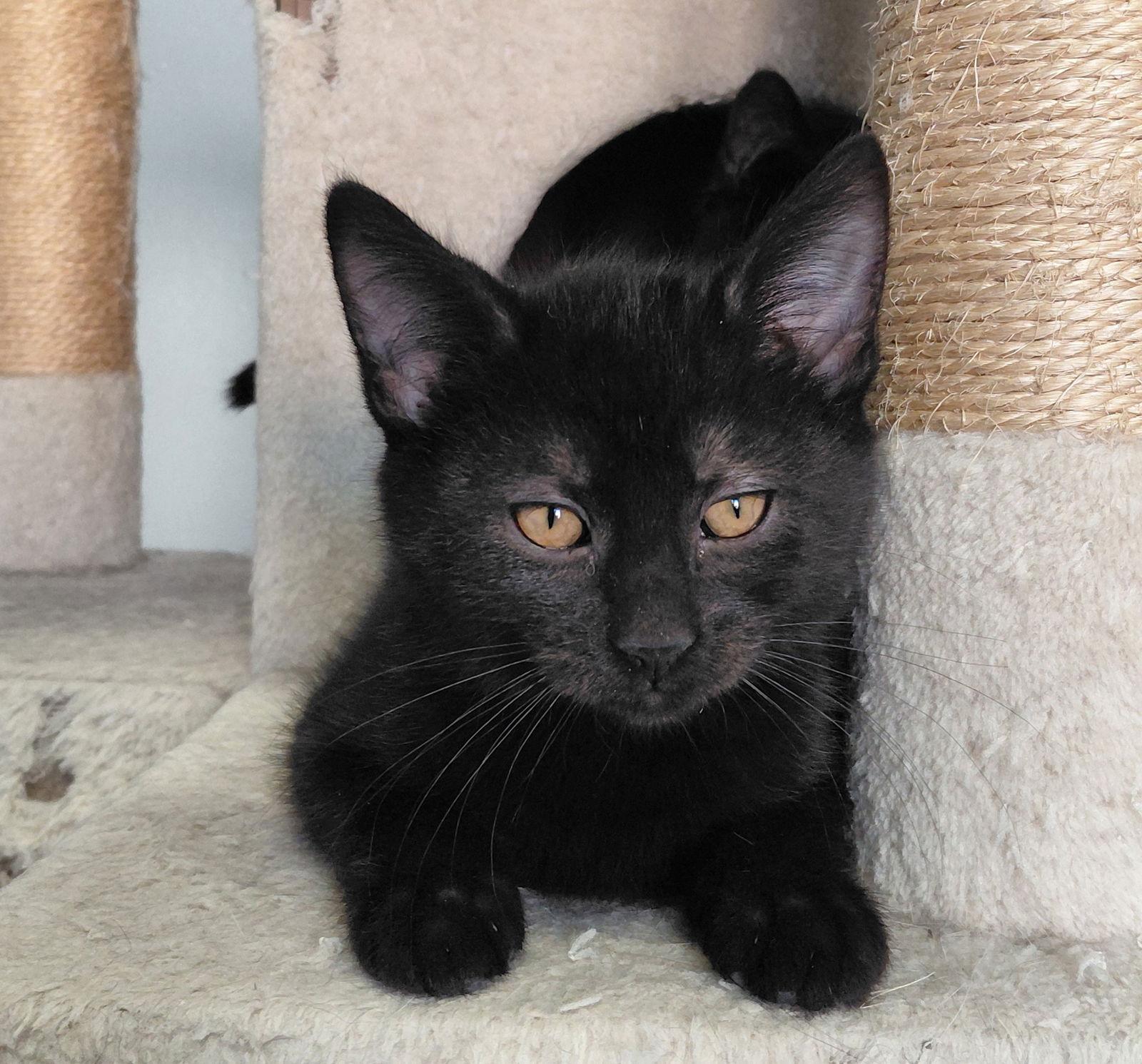 Toby, a Adopted Domestic Medium Hair in Montello, WI image 2/3