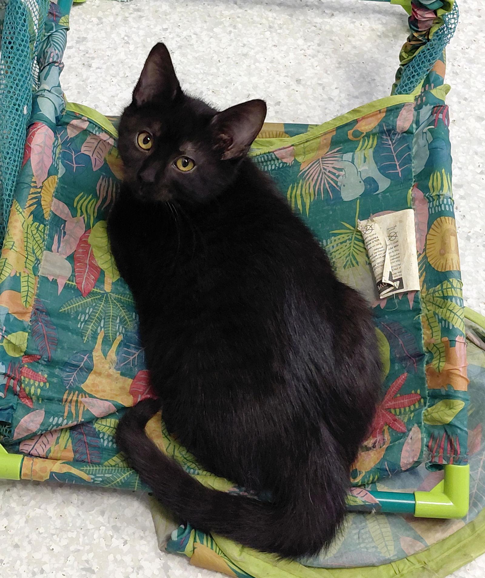 Toby, a Adopted Domestic Medium Hair in Montello, WI image 3/3