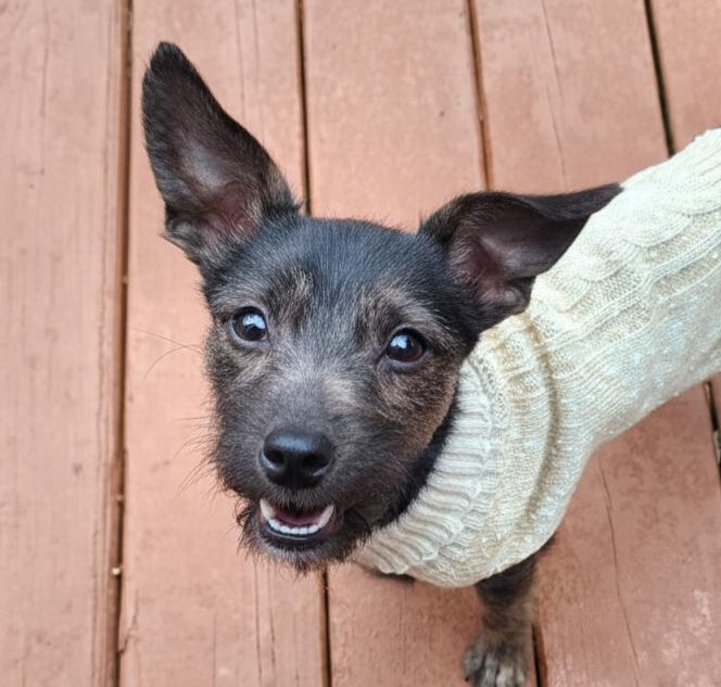 Cornflake, adopted, Puppy Male Terrier.