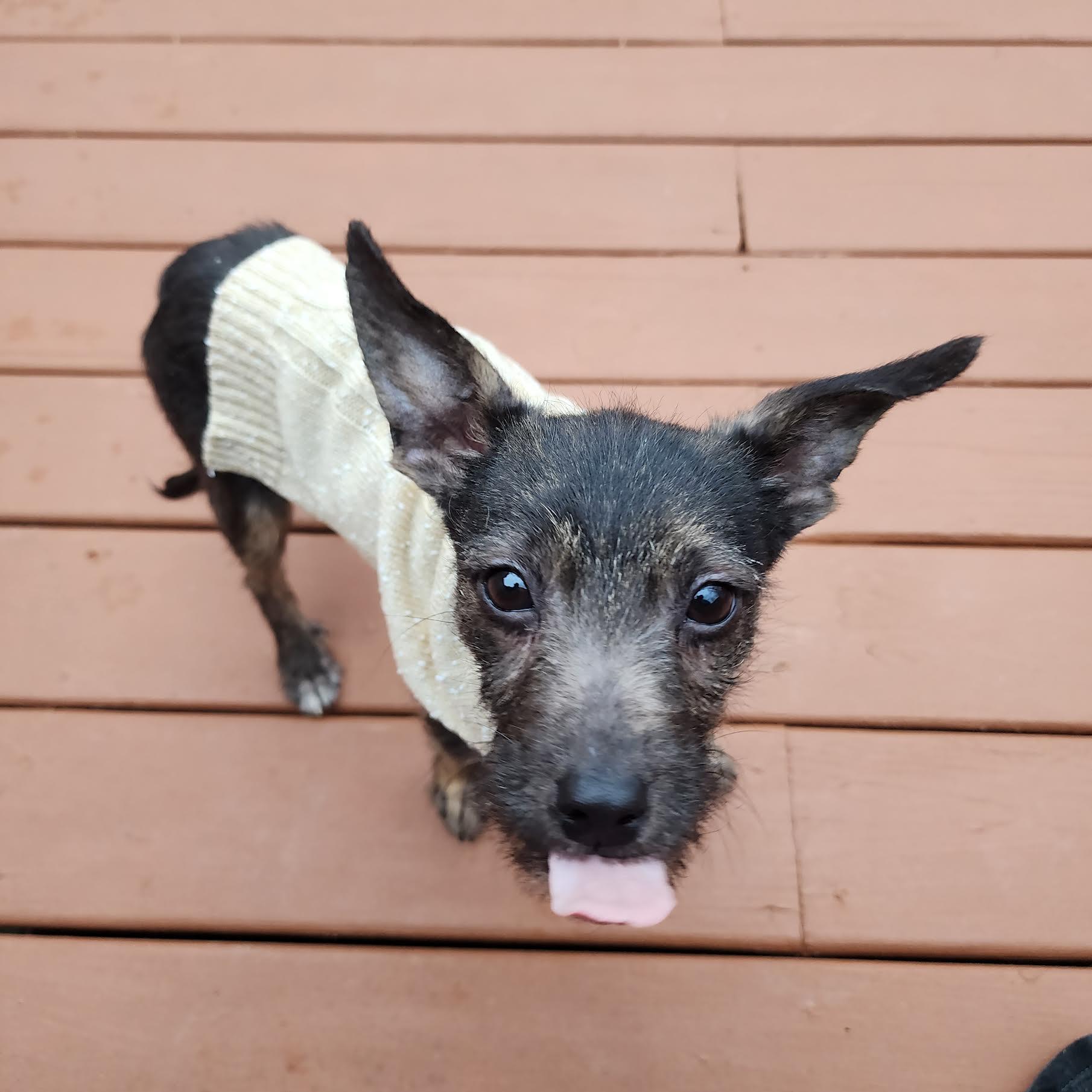 Enlarge Cornflake, an adopted mixed breed in Cumming, GA image 4/6