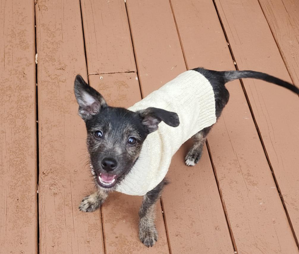 Enlarge Cornflake, an adopted mixed breed in Cumming, GA image 3/6
