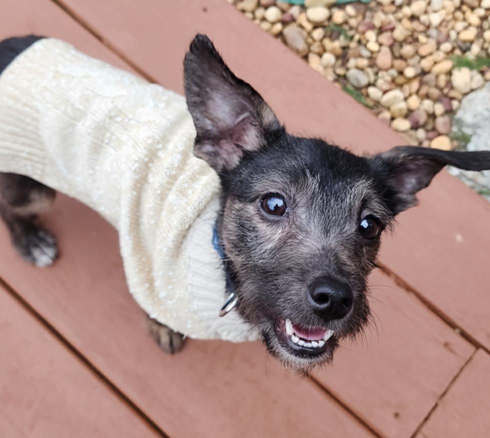 Enlarge Cornflake, an adopted mixed breed in Cumming, GA image 2/6