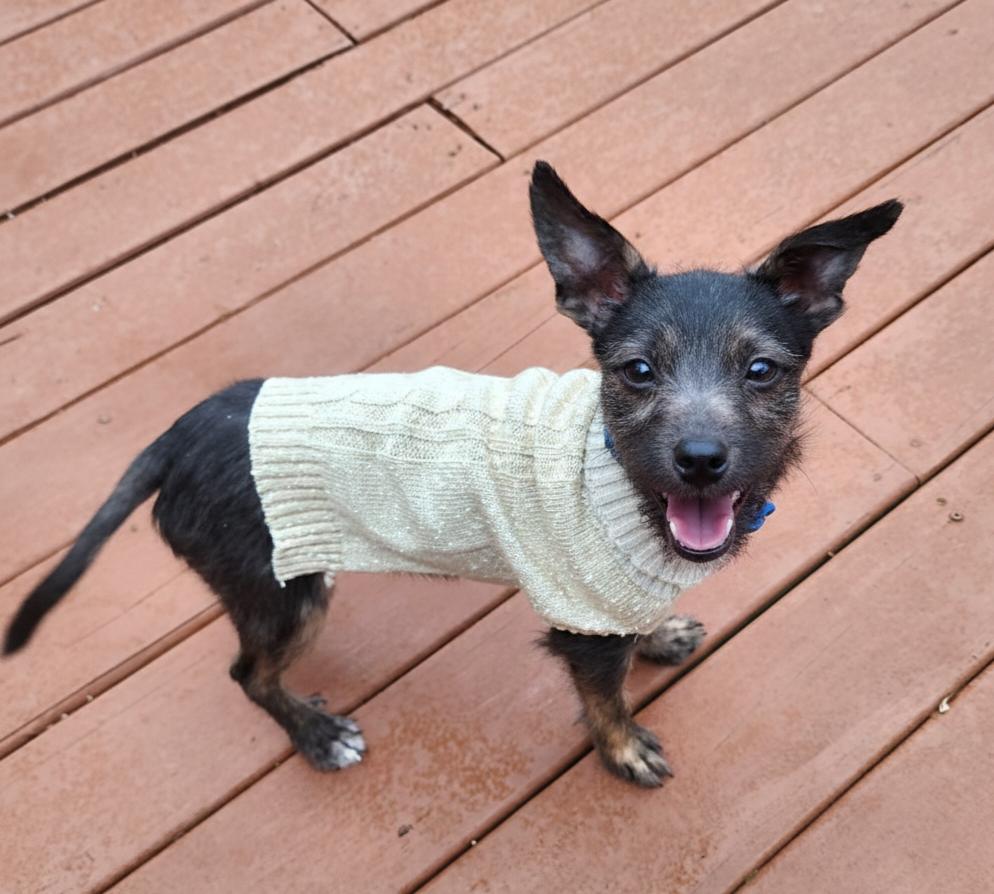 Enlarge Cornflake, an adopted mixed breed in Cumming, GA image 5/6