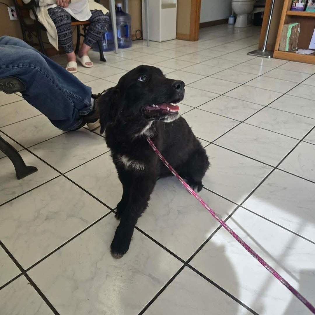 Plum, a ADOPTABLE mixed breed in Yaphank, NY image 3/3