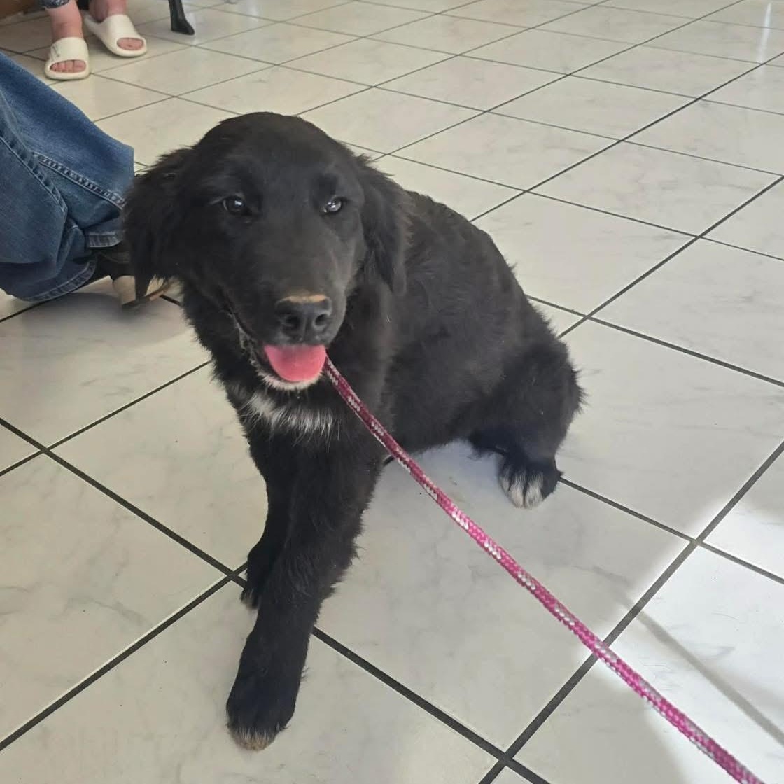Plum, a ADOPTABLE mixed breed in Yaphank, NY image 1/3