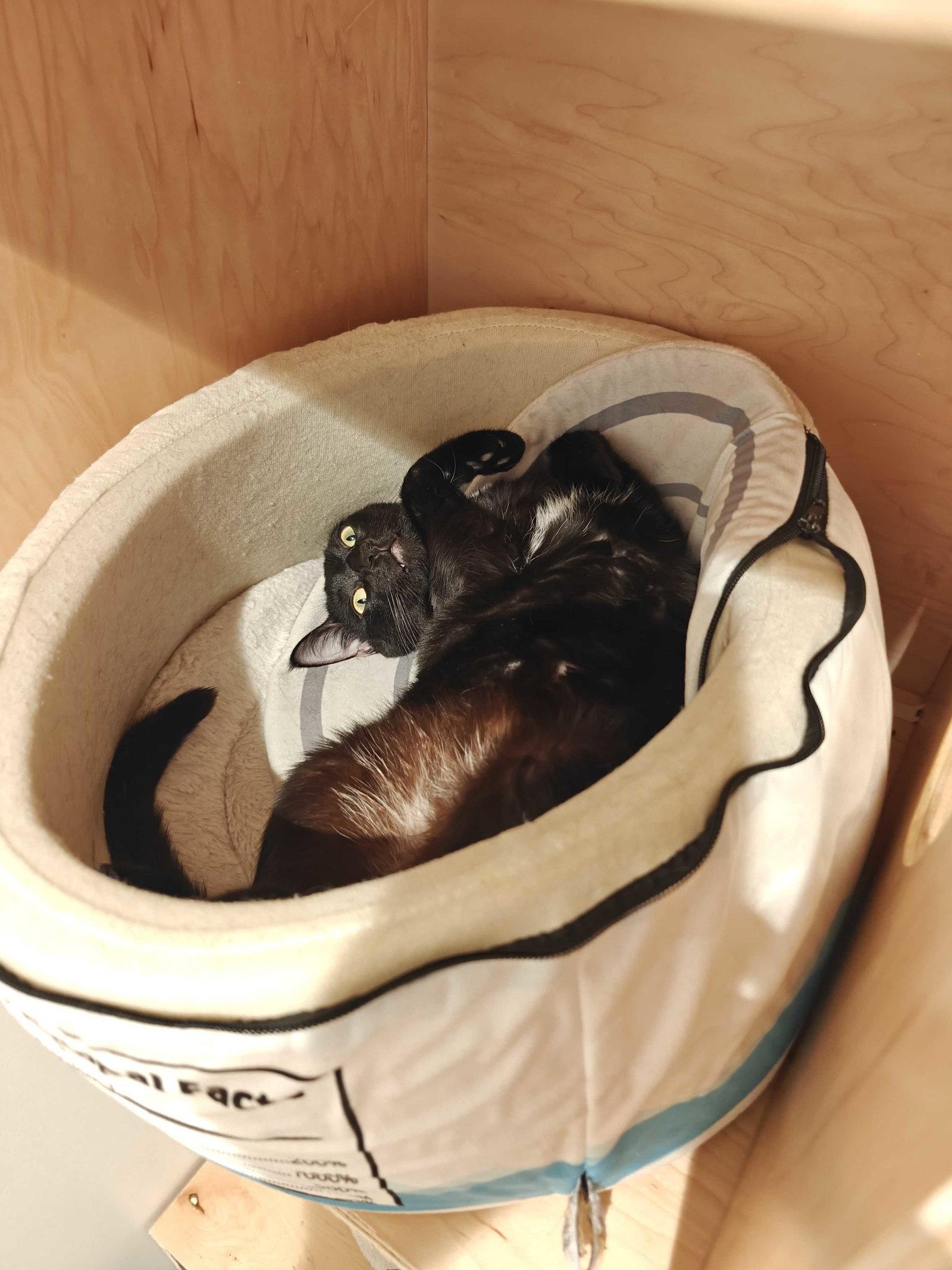 Enlarge Gelato (bonded with Froyo), a Adoptable Domestic Short Hair in Oakland, CA image 1/3