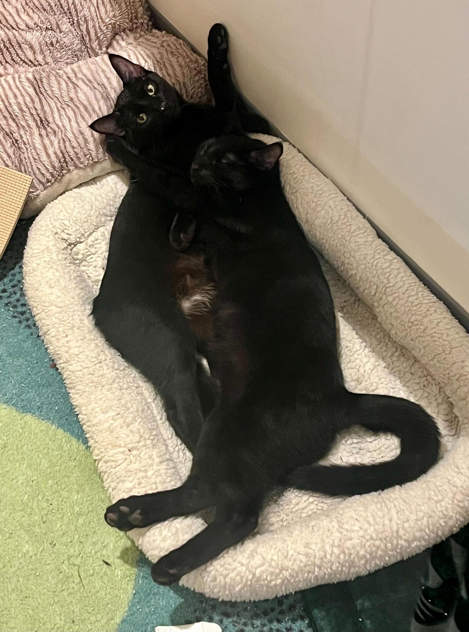 Enlarge Gelato (bonded with Froyo), a Adoptable Domestic Short Hair in Oakland, CA image 2/3