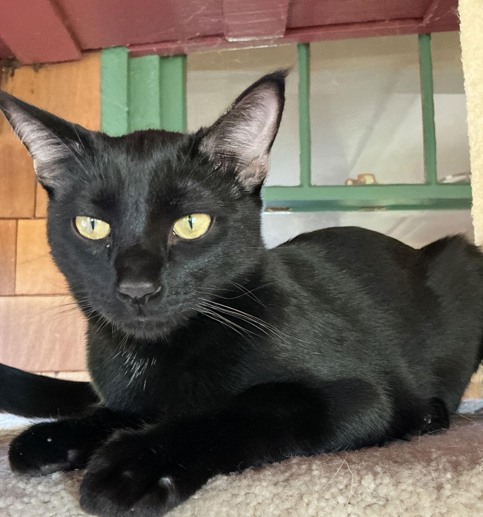 Gelato (bonded with Froyo), Adoptable, Young Male Domestic Short Hair.