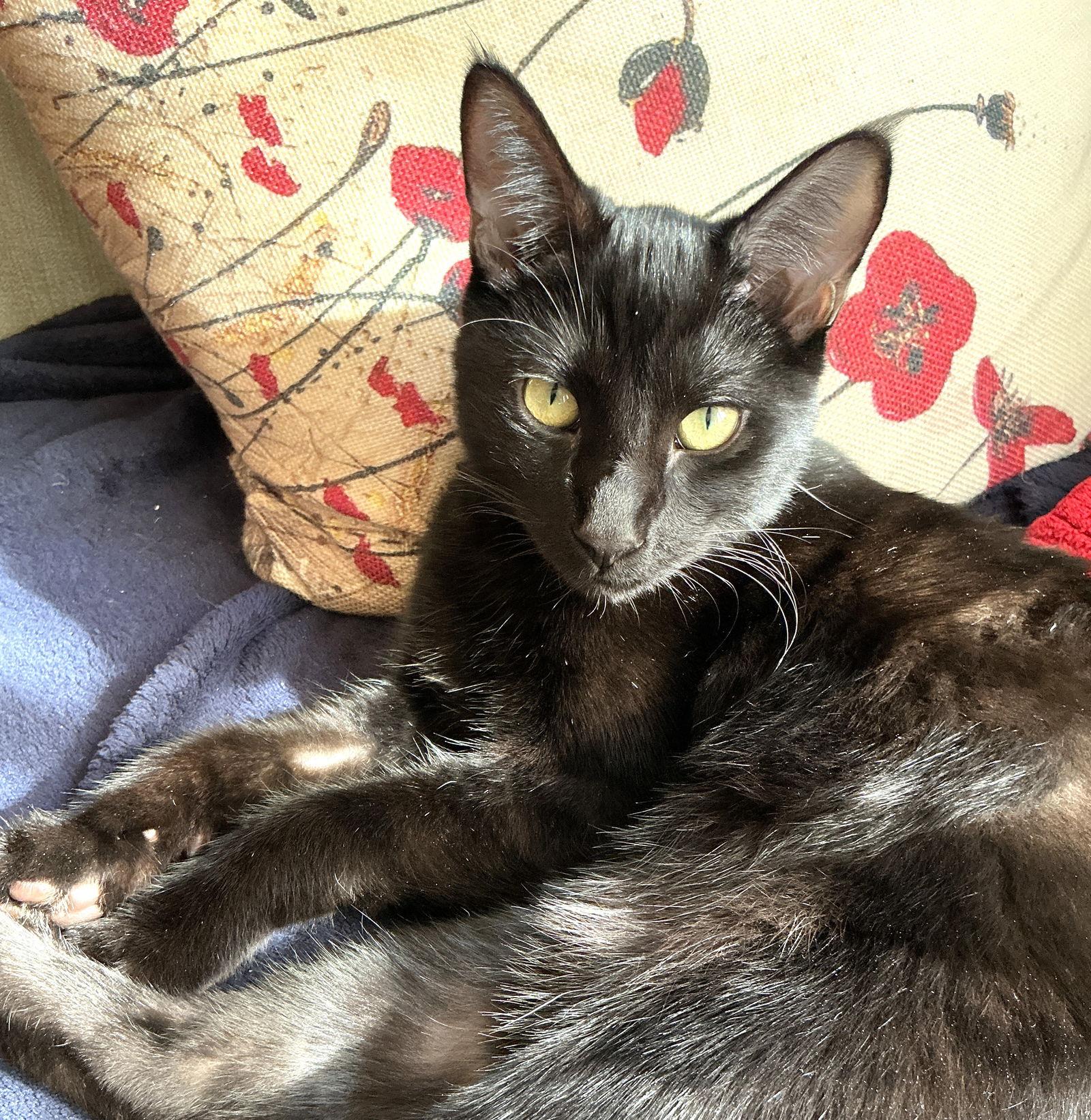 Enlarge Gelato (bonded with Froyo), a Adoptable Domestic Short Hair in Oakland, CA image 2/3