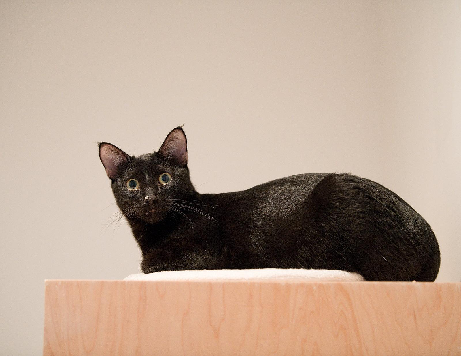Enlarge Gelato (bonded with Froyo), a Adoptable Domestic Short Hair in Oakland, CA image 3/3