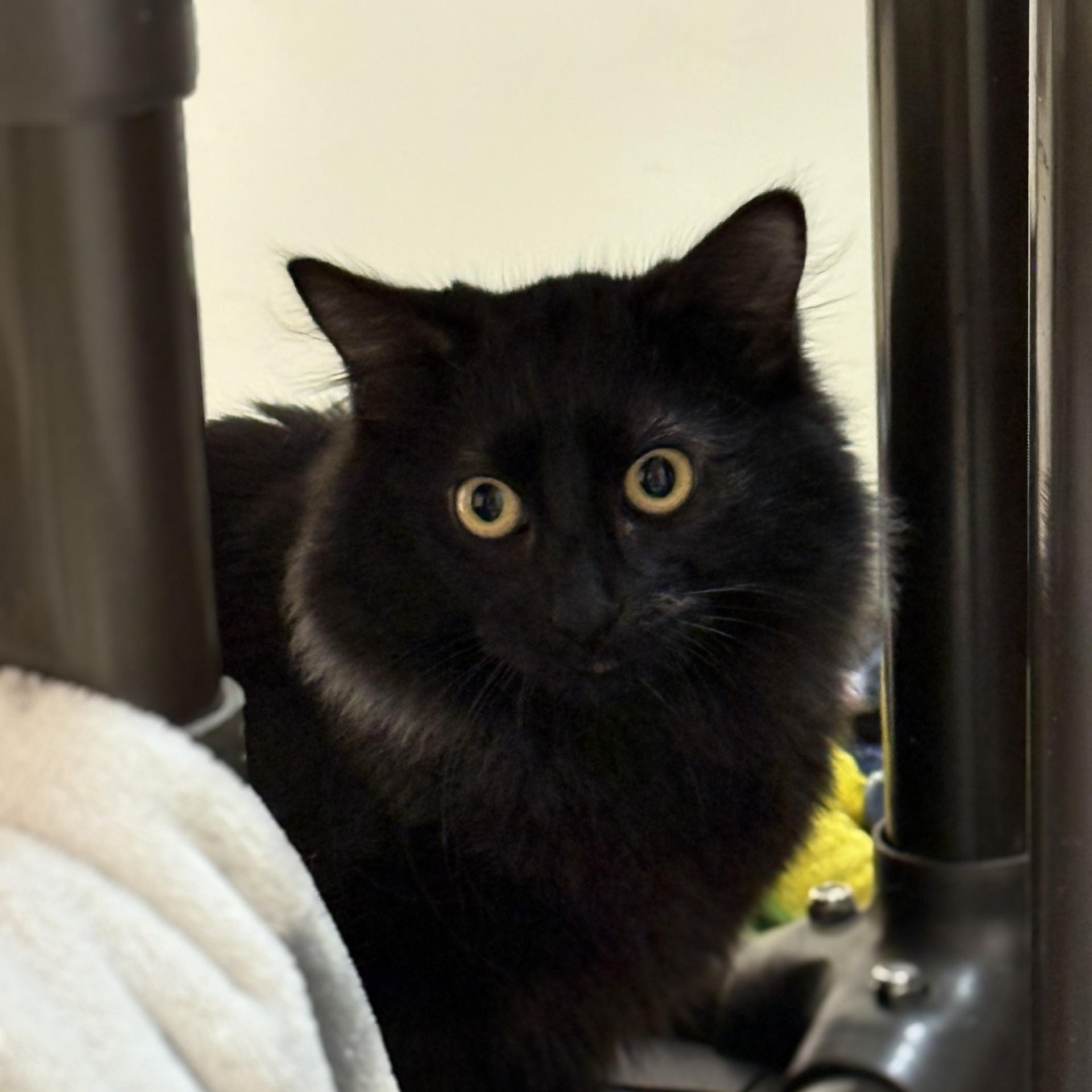 Brandy, ADOPTABLE, Young Female Domestic Medium Hair.