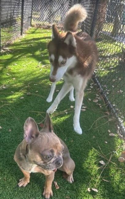 Enlarge Nico, a Adoptable Husky in Palm Harbor, FL image 3/6