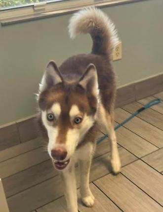 Enlarge Nico, a Adoptable Husky in Palm Harbor, FL image 6/6