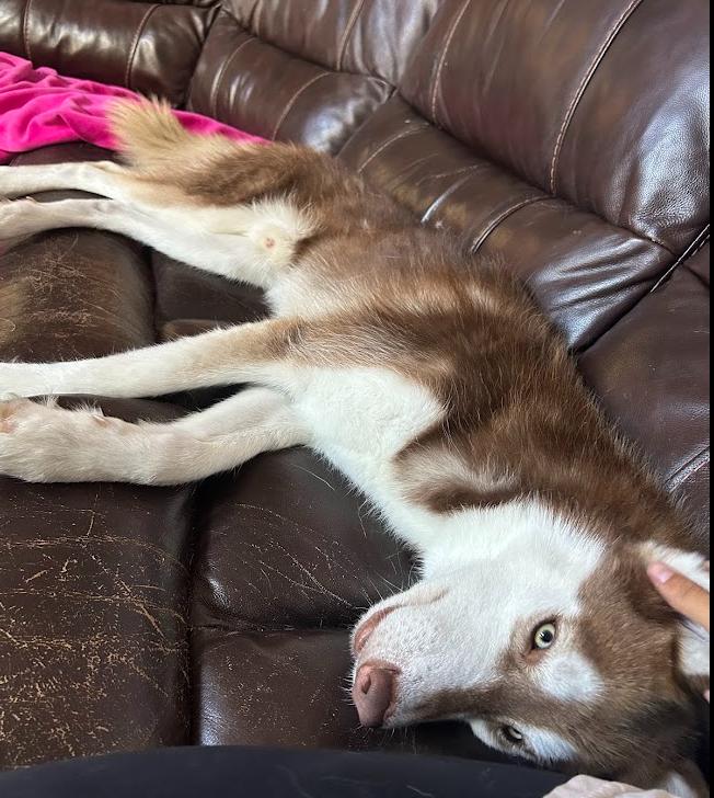 Enlarge Nico, a Adoptable Husky in Palm Harbor, FL image 4/6