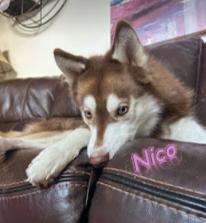 Enlarge Nico, a Adoptable Husky in Palm Harbor, FL image 2/6